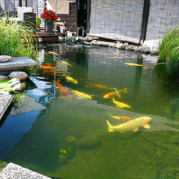 Propond All Seasons S